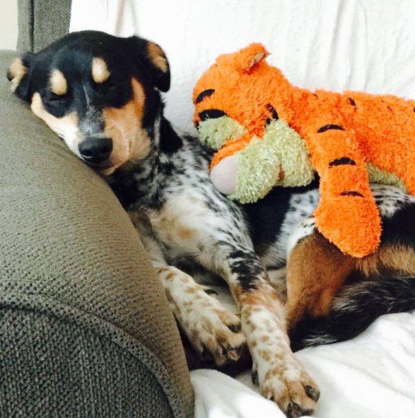 REHOMED BOOMER Amazing 11 MO ACD / Australian Shepherd Puppy Oak Park