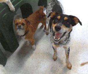 Boomer - acd australian kelpie mix dog for adoption 4