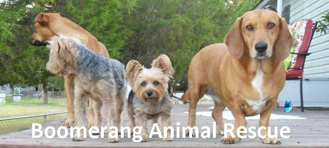 Boomerang Animal Shelter Andalusia Alabama LOGO