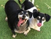 Boots And Oliver Dachshund Mix Dogs For Adoption In Sacramento CA