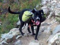 Border Colle American Staffordshire Terrier For Adoption in Seattle Washington