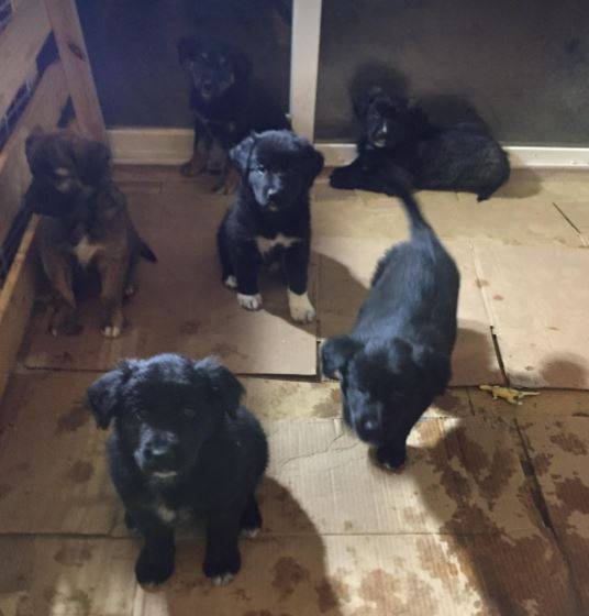 Border Collie German Shepherd Mix Puppies For Adoption in Calgary