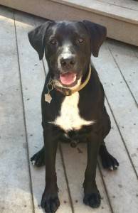 Border collie labrador retriever mix for adoption atlanta