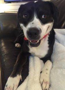 ADOPTED – Amazing Oliver – Male Lab/Border Collie Mix – Columbus Ohio