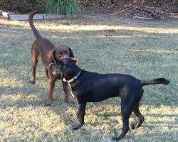 Border collie labrador retriever mix for adoption atlanta