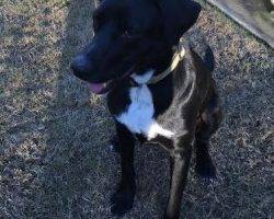 Border collie labrador retriever mix for adoption atlanta