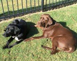 Border collie labrador retriever mix for adoption atlanta