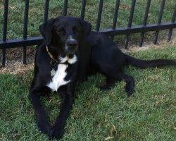 Border collie labrador retriever mix for adoption atlanta