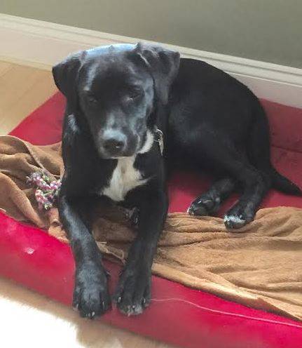 Border Collie Labrador Retriever Mix For Adoption Atlanta