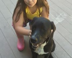 Border collie labrador retriever mix for adoption atlanta
