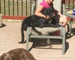 Border collie labrador retriever mix for adoption atlanta
