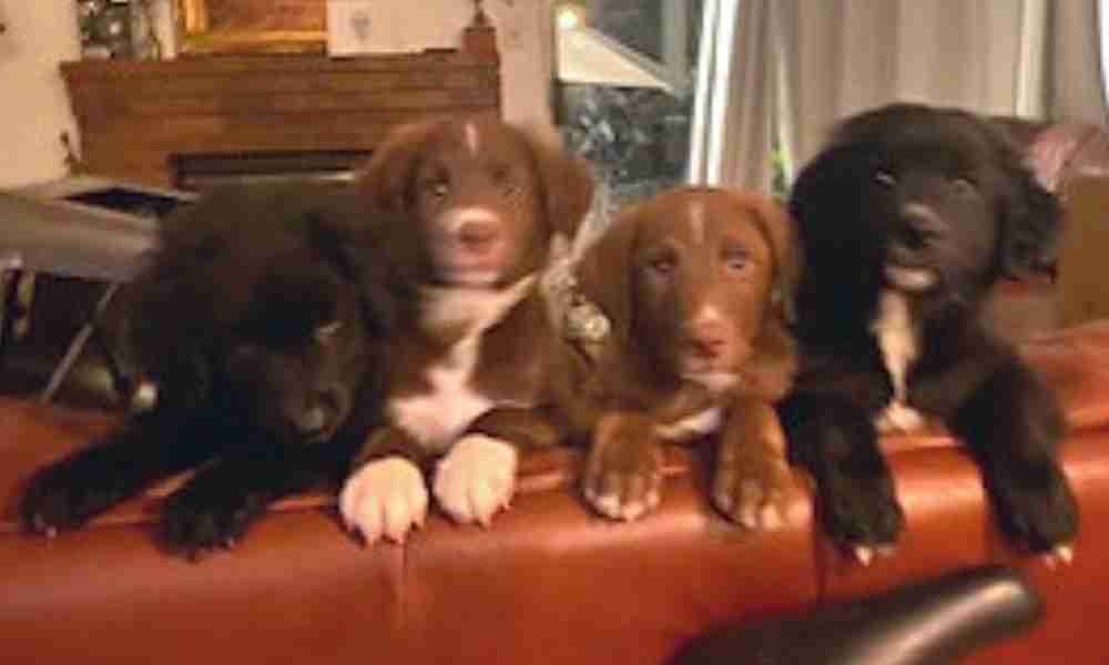 Border Collie Puppies For Adoption in Chula Vista CA