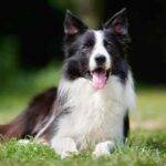 Border Collies For Adoption Near You - Adopt A Border Collie - Border Collie Rehoming