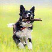 Border Collie Photo