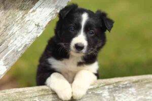 Border collie dog for adoption