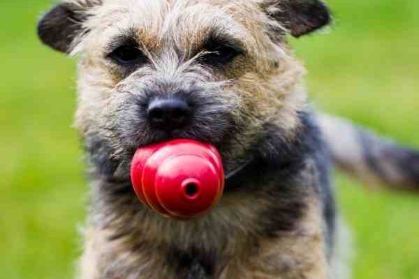 Border Terrier Photo