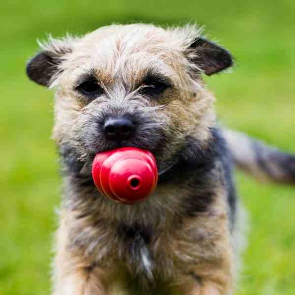 Border Terrier Photo