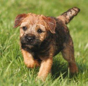 Border Terrier Dog Breed Information Guide Pet Rehoming Services