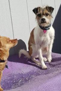 Rehomed! Small border terrier to adopt in denver colorado