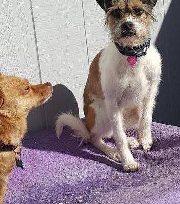 Yamila Is A Border Terrier To Adopt In Denver Colorado