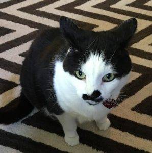 Bosco - Gorgeous Black and White Tuxedo Cat For Adoption Minneapolis