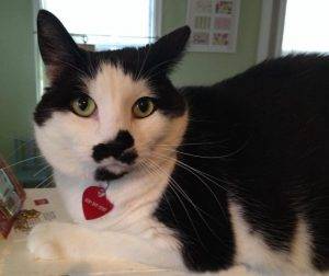 Stunning male black and white cat for adoption minneapolis mn – adopt bosco today