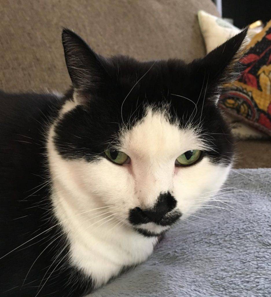 Stunning Male Black and White Cat For Adoption Minneapolis MN Adopt