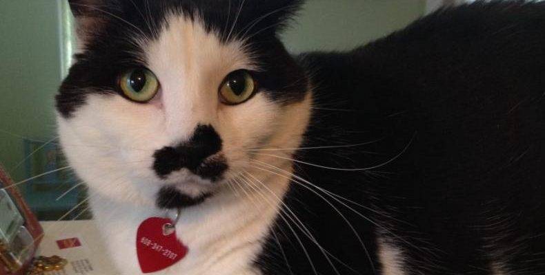 Stunning Male Black And White Cat For Adoption Minneapolis MN – Adopt Bosco Today