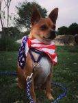 Boston Terrier Mix For Adoption in Texas 9