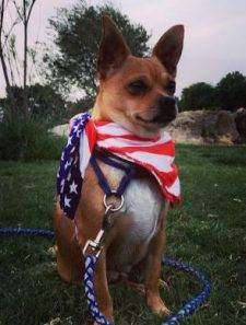 Boston Terrier Mix For Adoption in Texas 9