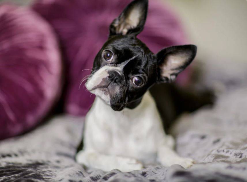 Boston terrier stock photo