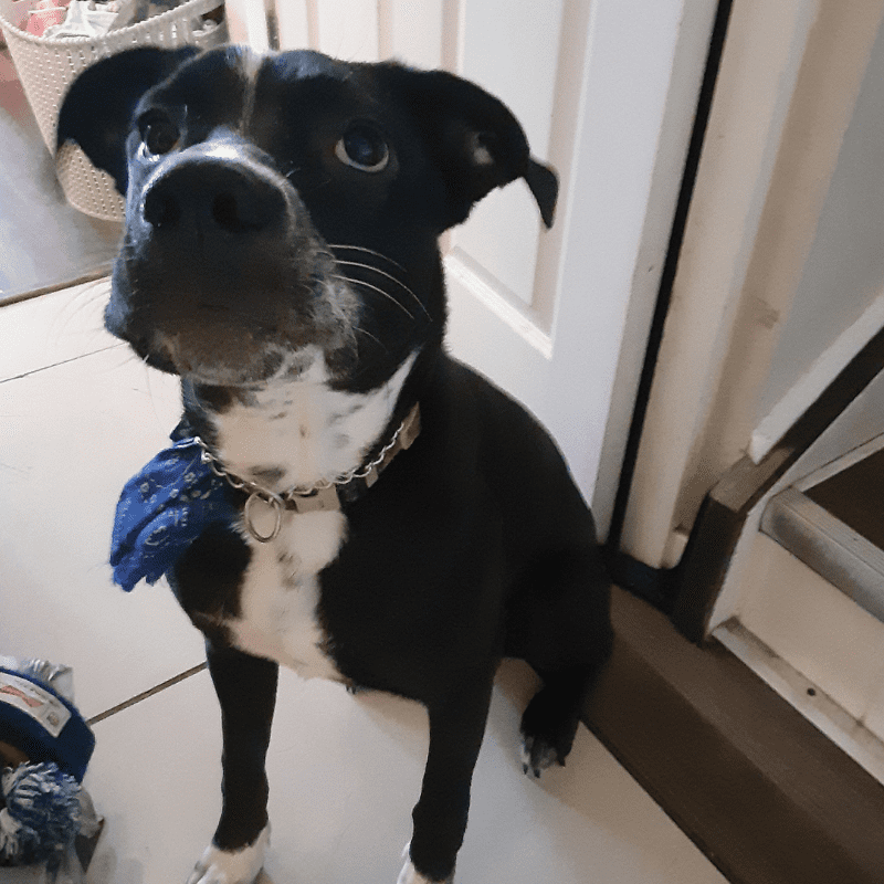 This guy gives Boston Terrier Pug Border Collie Mix Puppy For Adoption in Edmonton AB - Supplies Included - Adopt Diegothe look of love!