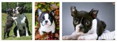 Boston terrier rehoming and adoption