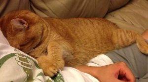 Bowser - an adorable orange tabby rehomed in ohio