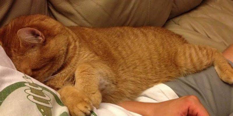 Bowser Orange Tabby Cat For Adoption Troy Michigan 2