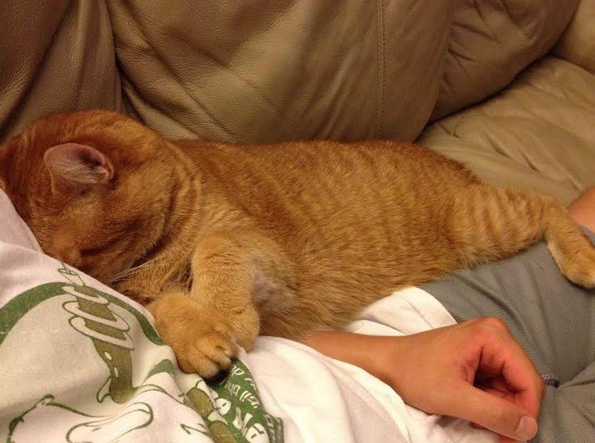Bowser Orange Tabby Cat For Adoption Troy Michigan 2