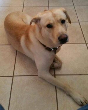 Yellow Lab For Adoption In Houston