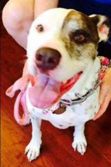Boxer American Bulldog Mix For Adoption in Atlanta