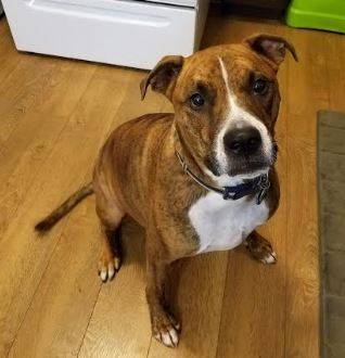 Jamison – Very Loving Boxer / Bullmastiff Mix For Adoption To Loving Home Akron Cleveland Pittsburgh – All Supplies Included