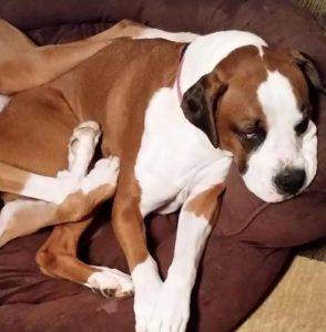 Cute cocoa – beautiful 7 yo boxer for adoption knoxville tennessee