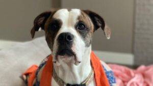 Boxer english bulldog dog for adoption in calgary alberta – supplies included – adopt lo