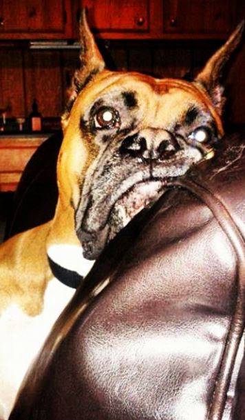 Boxer for adoption in cincinnati ohio