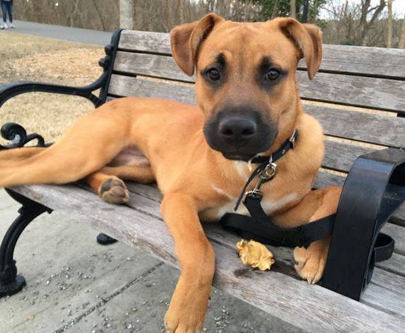 Boxer mix for adoption atlanta 2