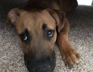 Boxer Mix For Adoption Atlanta 3