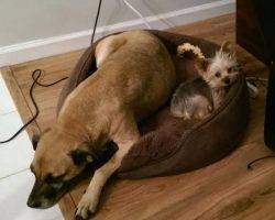 Boxer mix and yorkshire terrier for adoption 4