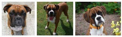 Boxer rehoming and adoption