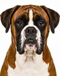 Boxer large dog breed portrait for adoption and rehoming
