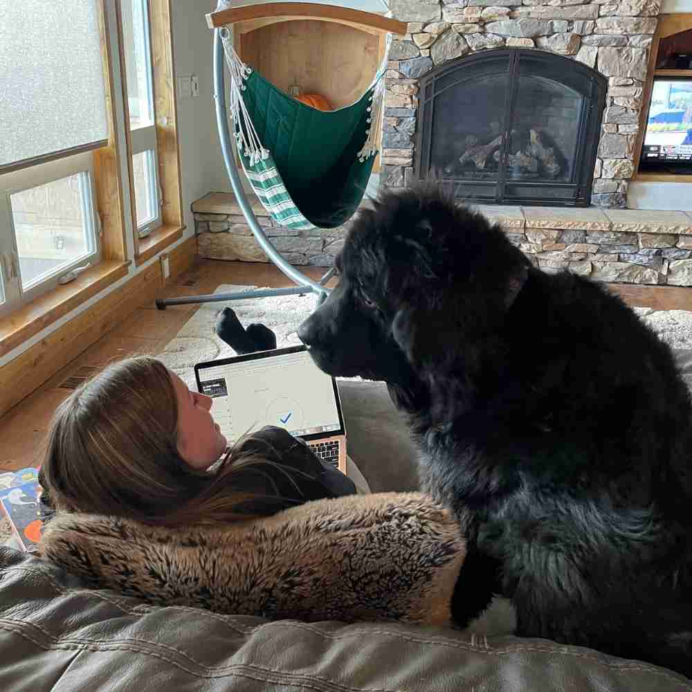 Brady Newfoundland Dog Adoption Colorado Springs CO (1)