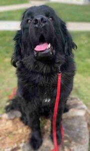Brady Newfoundland Dog Adoption Colorado Springs CO (13)