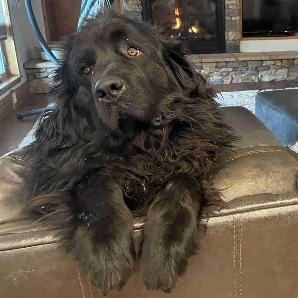 Brady Newfoundland Dog Adoption Colorado Springs CO (13)